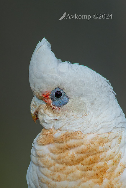 corella 12112