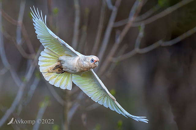 corella 8189