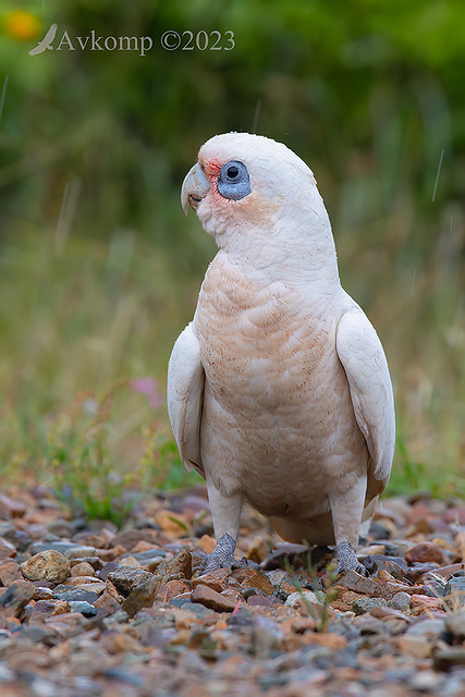 corella 9081