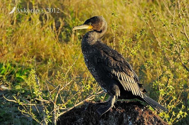 cormorant 2397