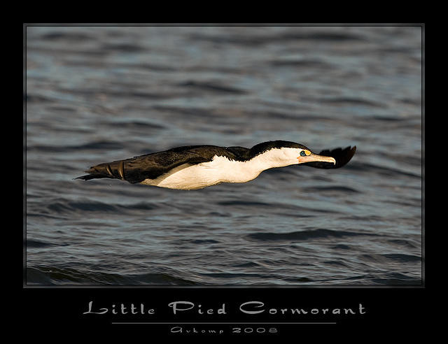 cormorants1611 copy sharp hi