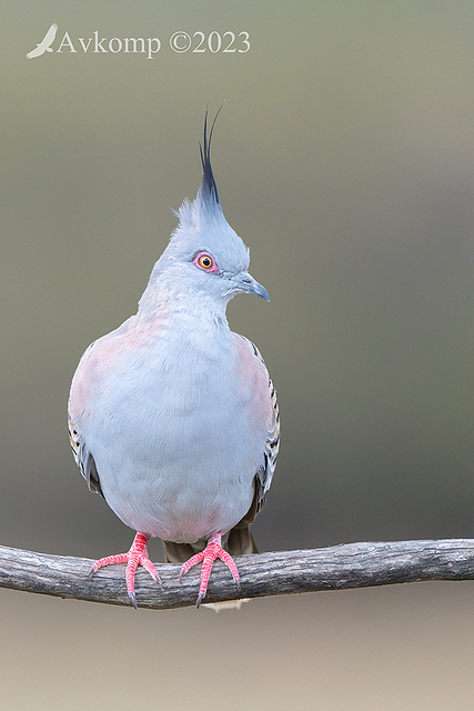 crested pigeon 10788