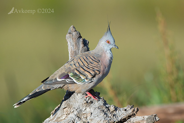 crested pigeon 11193