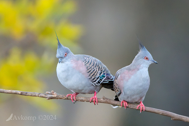 crested pigeon 11233