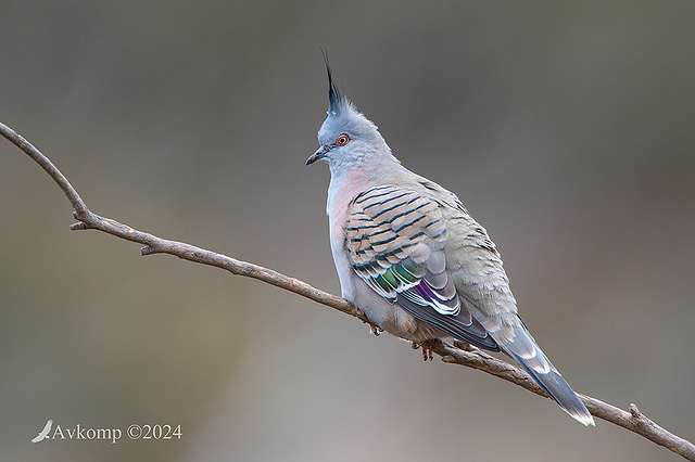 crested pigeon 11589