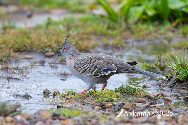 crested pigeon 12117