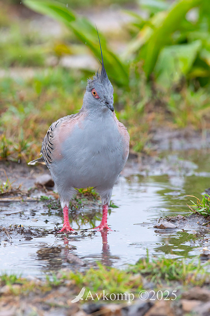 crested pigeon 12118