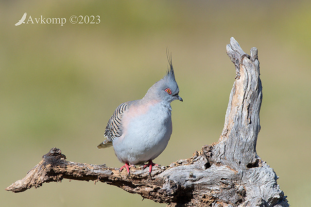 crested pigeon 1248