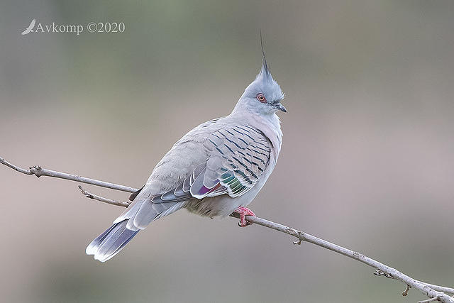 crested pigeon 3190