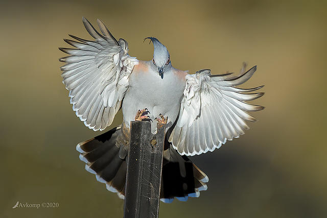 crested pigeon 3787