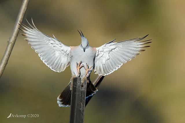 crested pigeon 3788