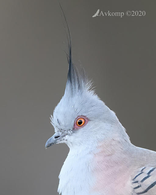 crested pigeon 3983