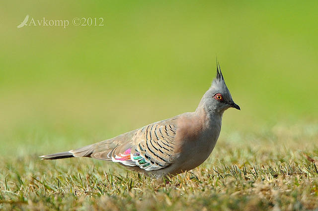 crested pigeon 5429