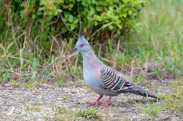 crested pigeon 6487