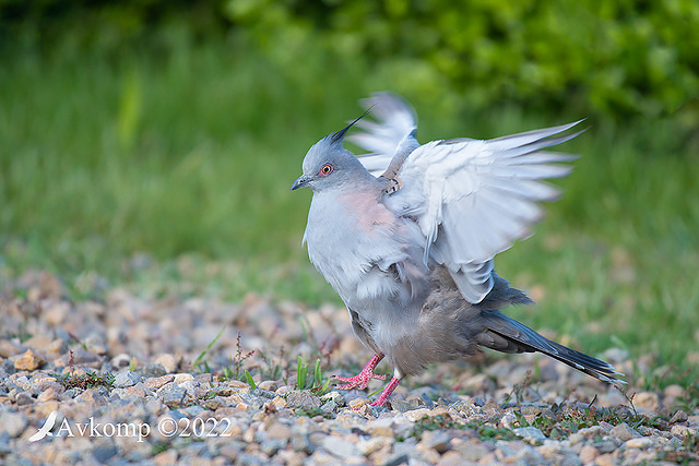 crested pigeon 8221