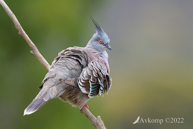 crested pigeon 8861