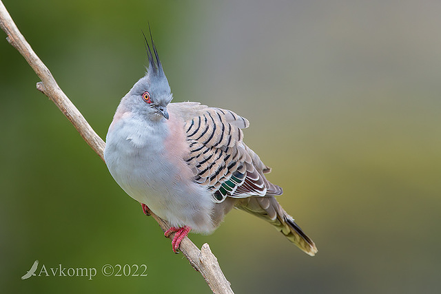 crested pigeon 8862