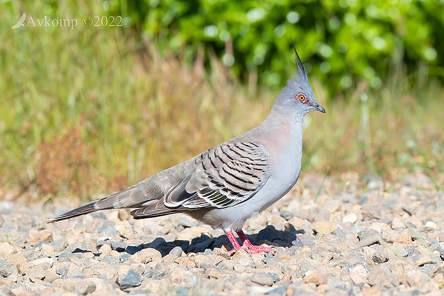 crested pigeon 8864