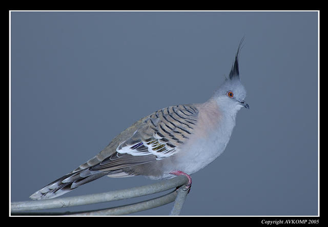 crested-pigeon-9a