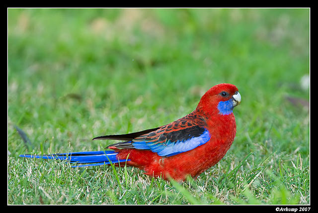 crimson rosella 4