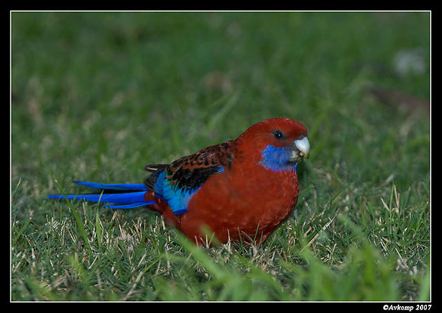 crimson rosella 6