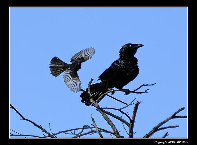 crow-and-wagtail