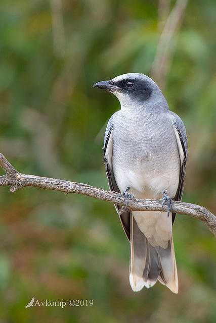 cuckoo shrike 0849