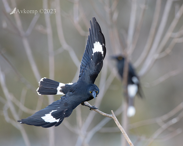 currawong 10292