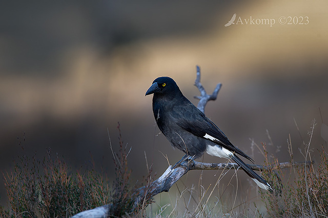 currawong 10426