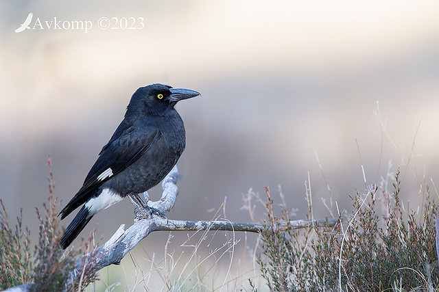 currawong 10428