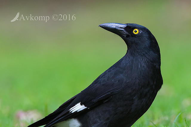 currawong 10505