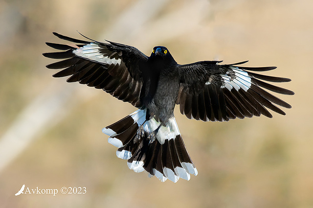 currawong 10549