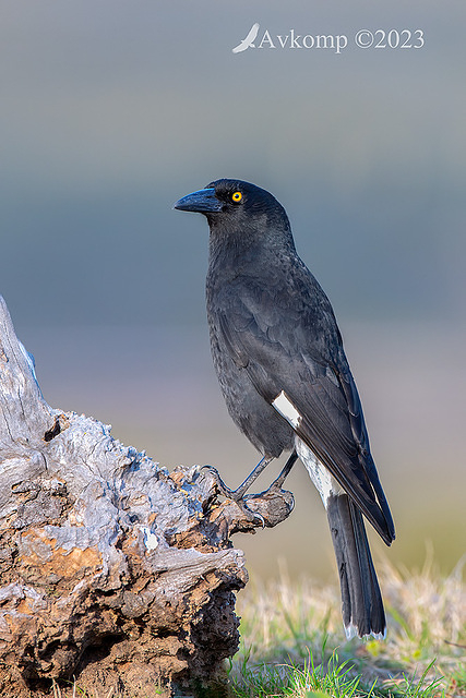 currawong 10722