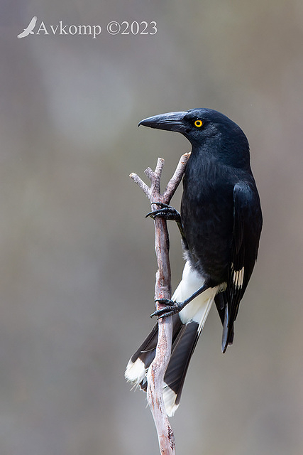 currawong 10726