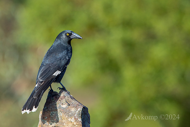 currawong 11216