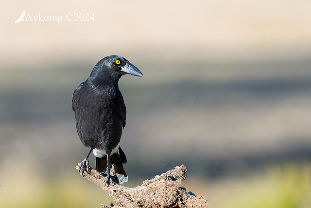 currawong 11757