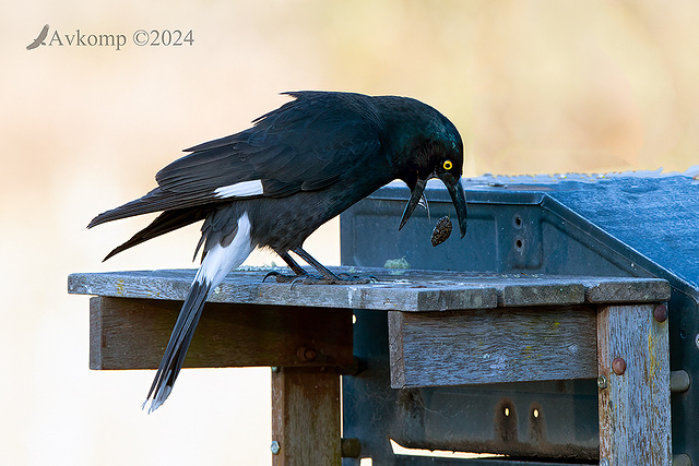 currawong 11773