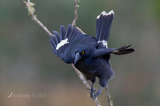currawong 12749