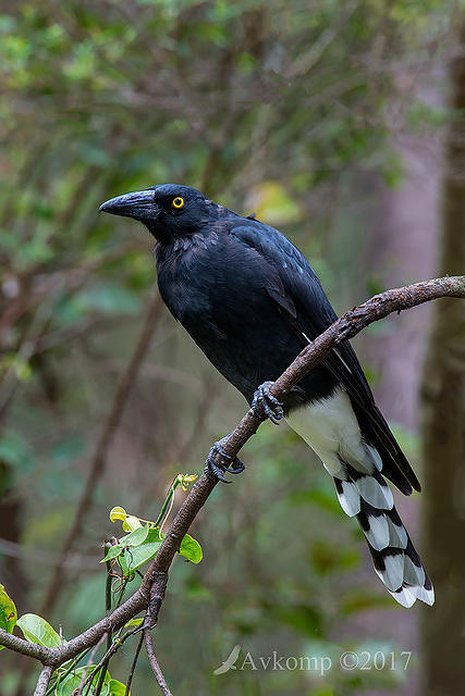 currawong 13241