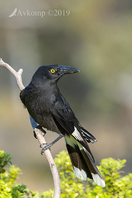 currawong 2421