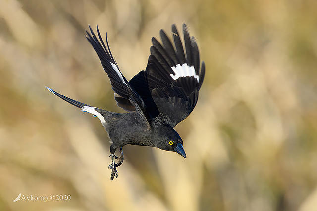 currawong 3896