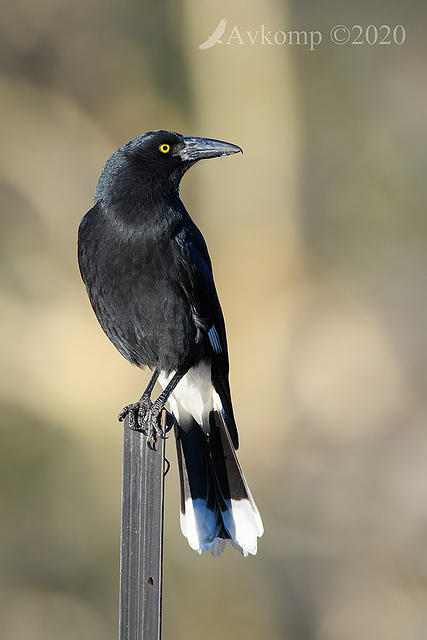 currawong 3920