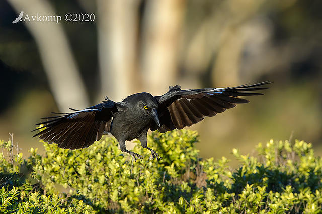 currawong 3952