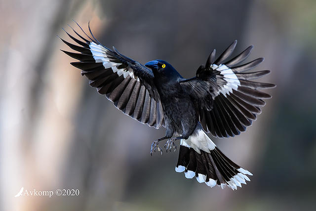 currawong 3991