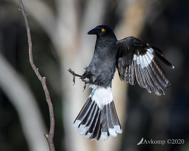 currawong 4105