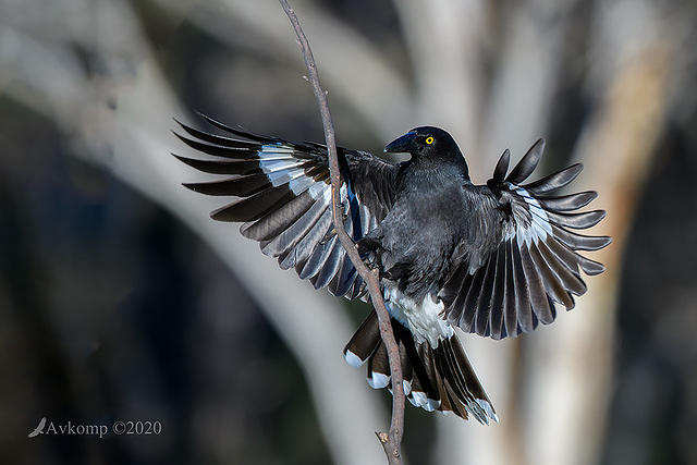 currawong 4106