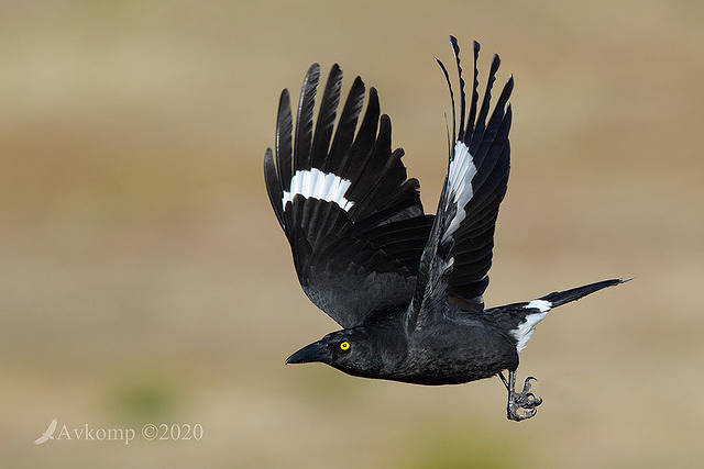 currawong 4111