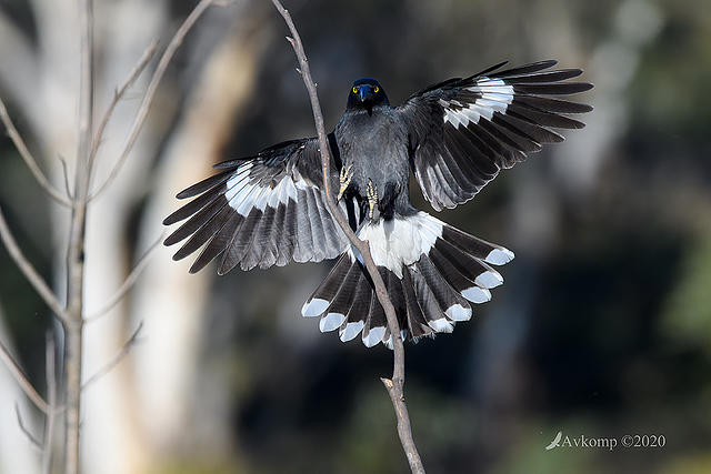 currawong 4146