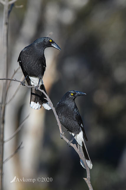 currawong 4147