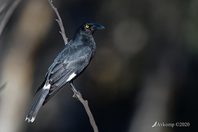 currawong 4177